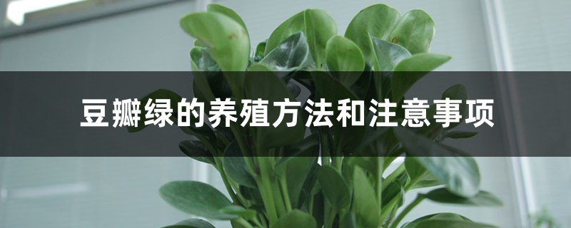 豆瓣绿的养殖方法和注意事项 豆瓣绿的养殖方法和注意事项