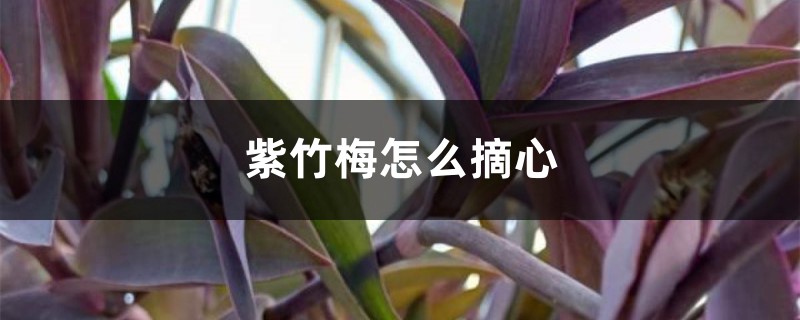 紫竹梅怎么摘心 紫竹梅怎么摘心