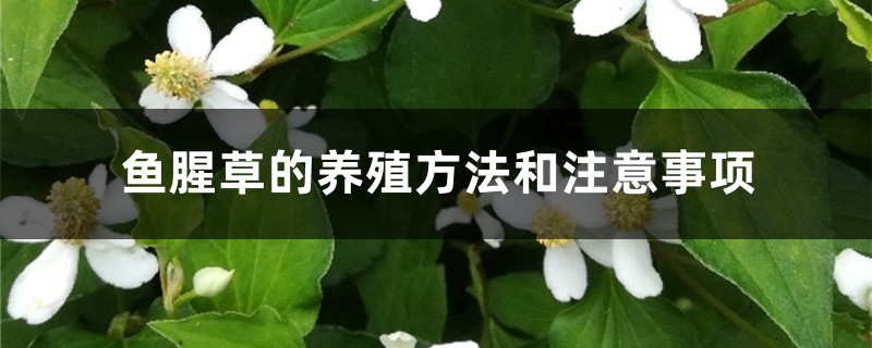 鱼腥草的养殖方法和注意事项 鱼腥草的养殖方法和注意事项
