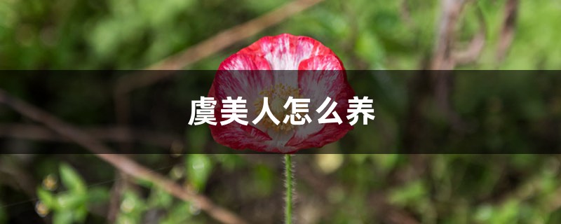 虞美人怎么养 虞美人怎么养