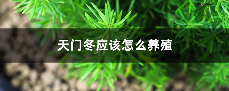 天门冬应该怎么养殖 天门冬应该怎么养殖