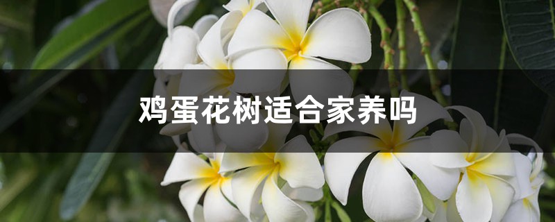 鸡蛋花树适合家养吗 鸡蛋花树适合家养吗