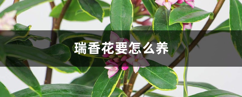 瑞香花要怎么养 瑞香花要怎么养
