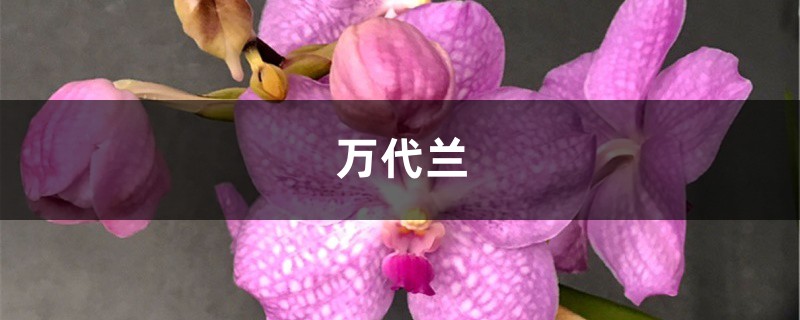 万代兰怎么种植,养殖的注意事项有哪些 万代兰怎么种植,养殖的注意事项有哪些