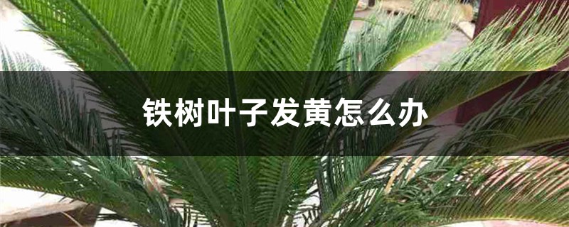 铁树叶子发黄怎么办 铁树叶子发黄怎么办