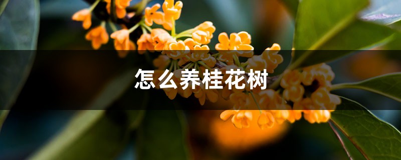 怎么养桂花树 怎么养桂花树