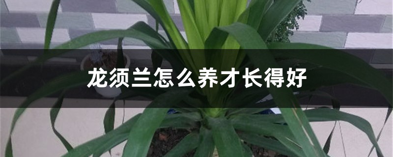 龙须兰怎么养才长得好 龙须兰怎么养才长得好