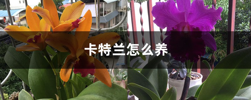 卡特兰怎么养 卡特兰怎么养