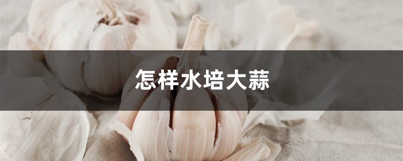 怎样水培大蒜 怎样水培大蒜