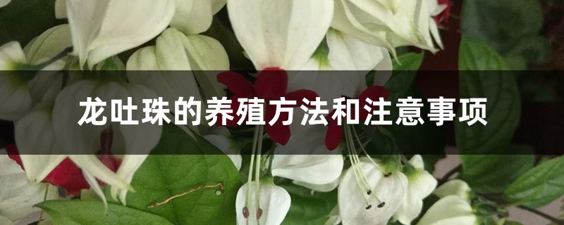 龙吐珠的养殖方法和注意事项 龙吐珠的养殖方法和注意事项