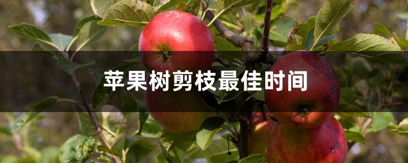 苹果树剪枝最佳时间 苹果树剪枝最佳时间