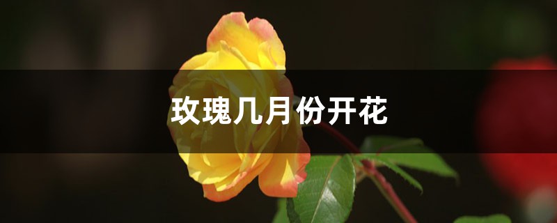 玫瑰几月份开花 玫瑰几月份开花