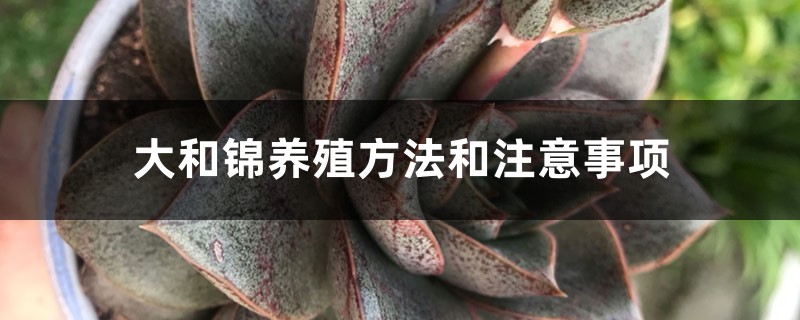 大和锦养殖方法和注意事项 大和锦养殖方法和注意事项