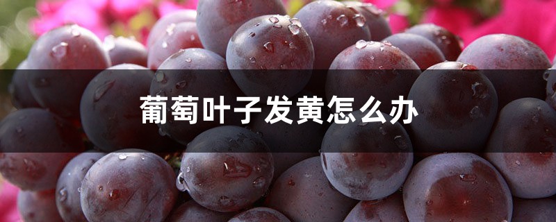 葡萄叶子发黄怎么办 葡萄叶子发黄怎么办