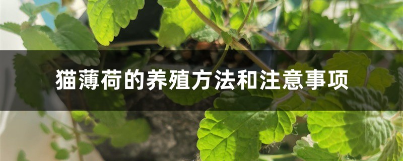 猫薄荷的养殖方法和注意事项 猫薄荷的养殖方法和注意事项
