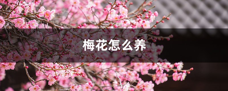 梅花怎么养 梅花怎么养
