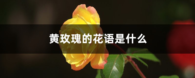 黄玫瑰的花语是什么 黄玫瑰的花语是什么