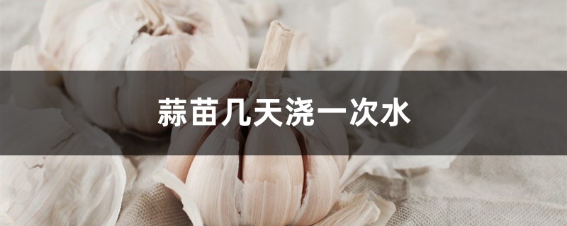 蒜苗几天浇一次水 蒜苗几天浇一次水
