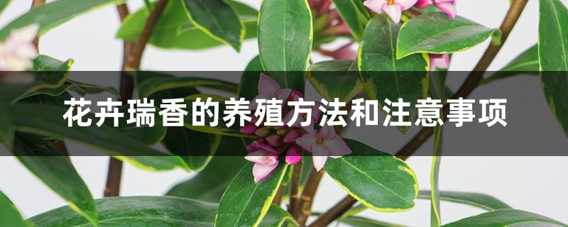 花卉瑞香的养殖方法和注意事项 花卉瑞香的养殖方法和注意事项