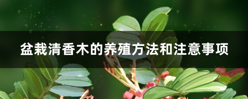 盆栽清香木的养殖方法和注意事项 盆栽清香木的养殖方法和注意事项