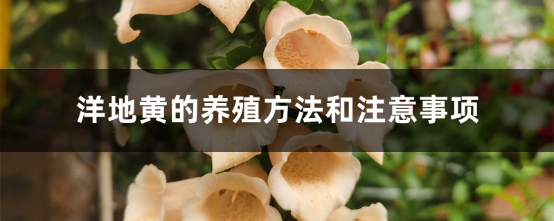 洋地黄的养殖方法和注意事项 洋地黄的养殖方法和注意事项