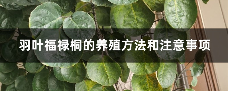 羽叶福禄桐的养殖方法和注意事项 羽叶福禄桐的养殖方法和注意事项