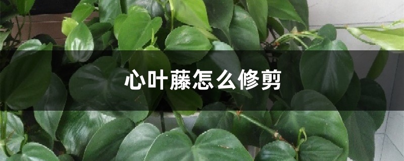 心叶藤怎么修剪 心叶藤怎么修剪