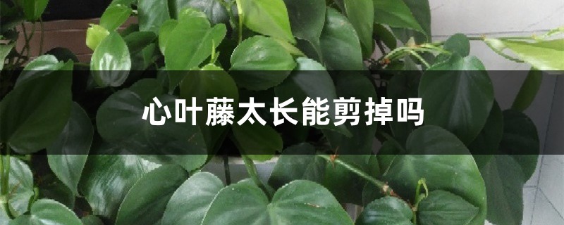 心叶藤太长能剪掉吗 心叶藤太长能剪掉吗
