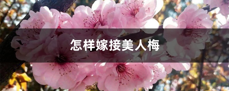 怎样嫁接美人梅,如何繁殖 怎样嫁接美人梅,如何繁殖