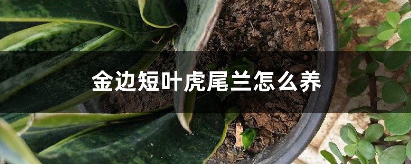 金边短叶虎尾兰怎么养 金边短叶虎尾兰怎么养
