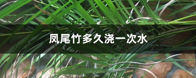 凤尾竹多久浇一次水 凤尾竹多久浇一次水