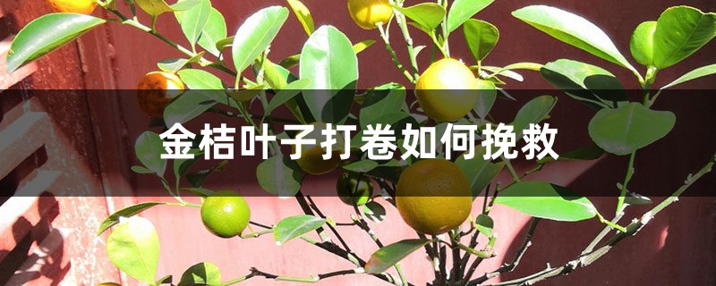 金桔叶子打卷如何挽救 金桔叶子打卷如何挽救