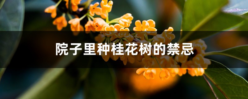 院子里种桂花树好吗,栽在院子什么位置 院子里种桂花树好吗,栽在院子什么位置