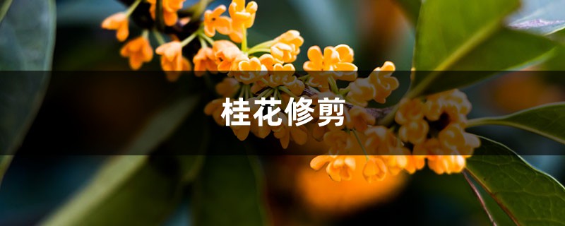 桂花如何修剪 桂花如何修剪