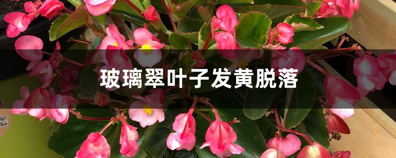 玻璃翠叶子发黄脱落怎么解决 玻璃翠叶子发黄脱落怎么解决