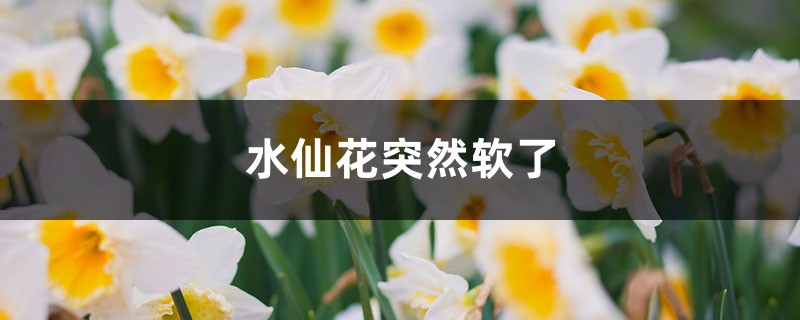 水仙花突然软了是什么原因 水仙花突然软了是什么原因