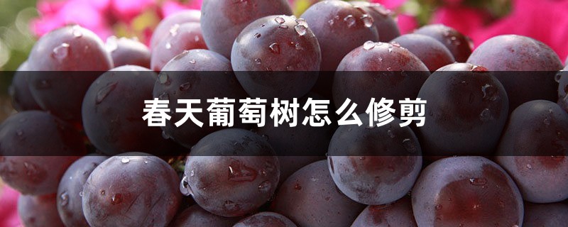 春天葡萄树怎么修剪 春天葡萄树怎么修剪