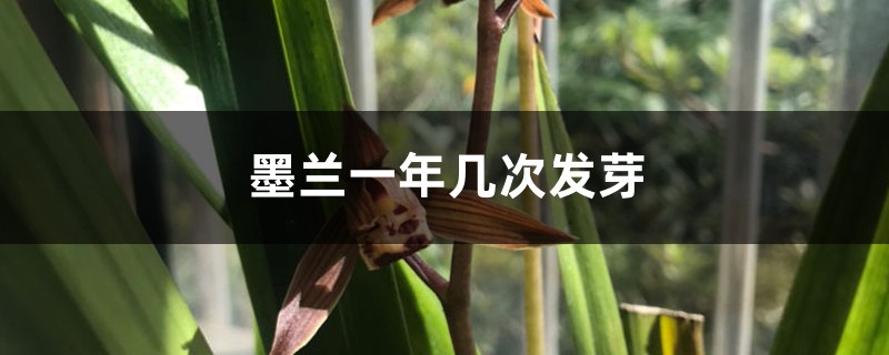 墨兰一年发几次芽 墨兰一年发几次芽