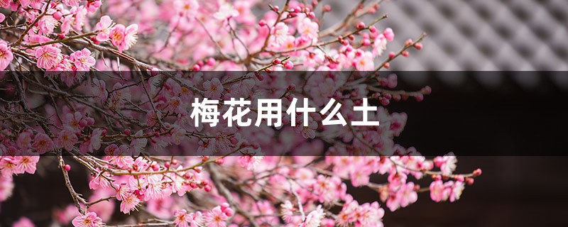 梅花用什么土 梅花用什么土