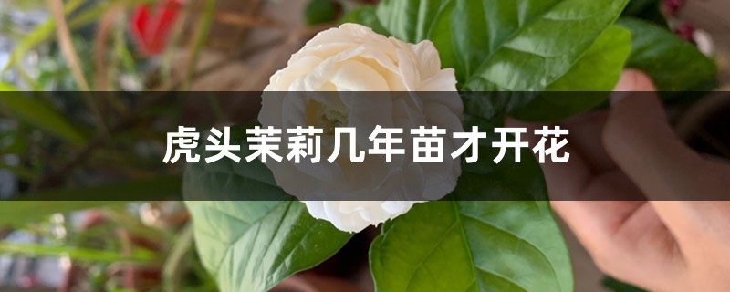 虎头茉莉几年苗才开花 虎头茉莉几年苗才开花