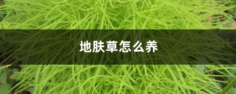 地肤草怎么养 地肤草怎么养