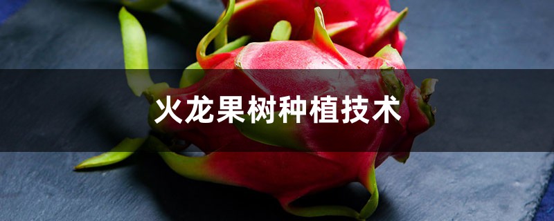 火龙果树种植技术 火龙果树种植技术