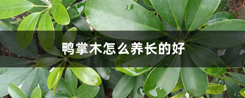 鸭掌木怎么养长的好 鸭掌木怎么养长的好