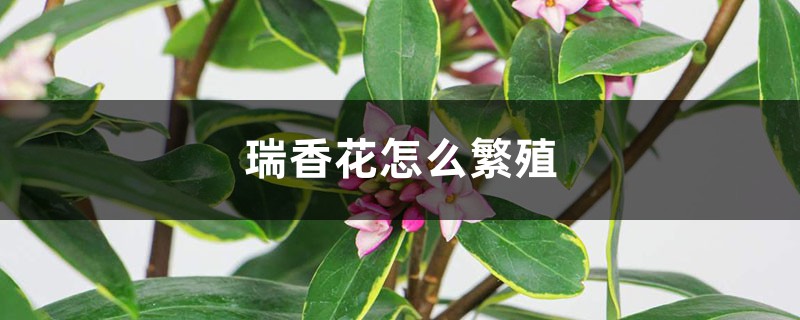 瑞香花怎么繁殖 瑞香花怎么繁殖