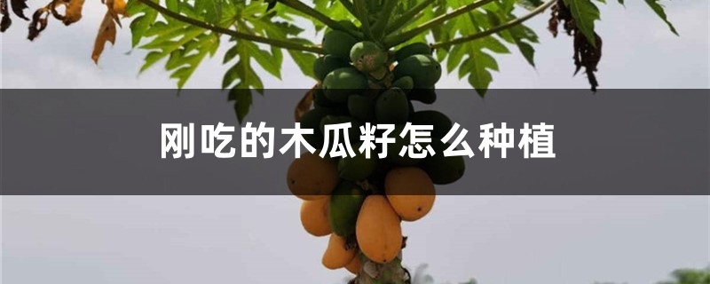 刚吃的木瓜籽怎么种植 刚吃的木瓜籽怎么种植
