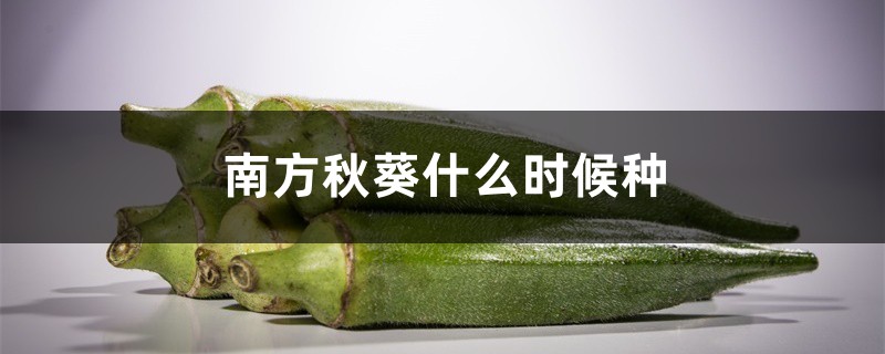 南方秋葵什么时候种 南方秋葵什么时候种