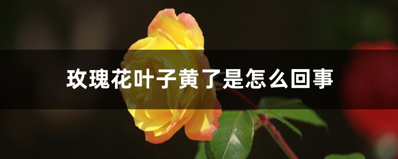 玫瑰花叶子黄了是怎么回事 玫瑰花叶子黄了是怎么回事