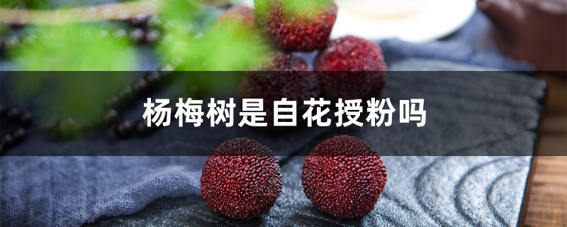 杨梅树是自花授粉吗 杨梅树是自花授粉吗