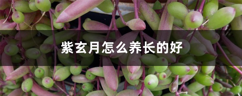 紫玄月怎么养长的好 紫玄月怎么养长的好