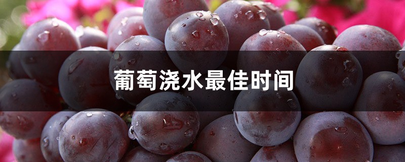 葡萄浇水最佳时间 葡萄浇水最佳时间